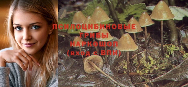 шишки Губаха