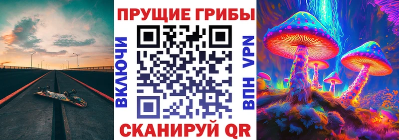где найти   Новоузенск  Псилоцибиновые грибы Psilocybe 